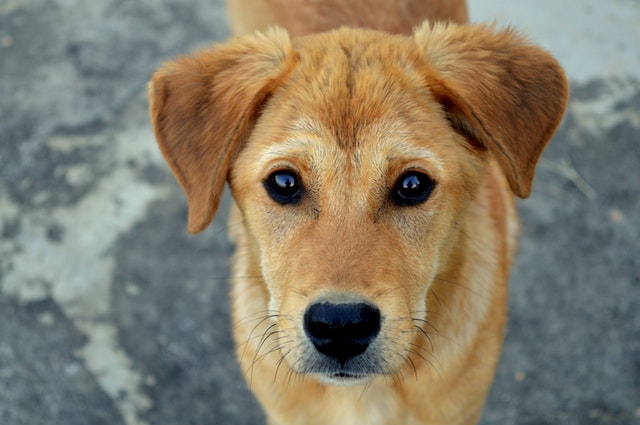 Loss of a pet dog