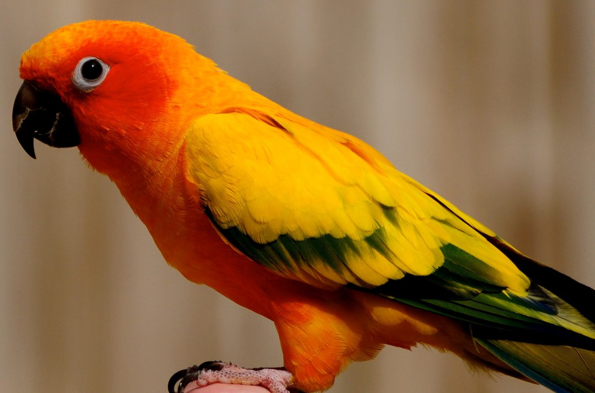 Loss of a Pet Bird